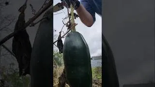 Thumbnail: Busting Open the Mysterious ~Thing~ Hanging from Back Fence #gardening
