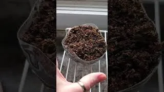 Thumbnail: First seedling of 2024! 🌱 #gardening #seedlings