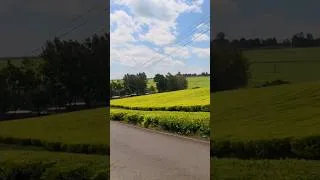 Thumbnail: Tea Capital of Kenya 🇰🇪 #kericho