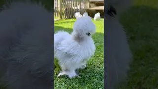Thumbnail: ASMR 💕 This Is Why People Love Silkies 🥰#SilkieChicken #ASMR #CuteAnimals