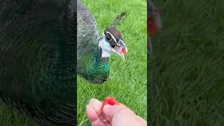 Thumbnail: ASMR 🍅 How Much Does a Peahen Love Fresh Garden Tomatoes? #PeaCock #CuteAnimals #MerryLand #ASMR
