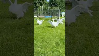 Thumbnail: 😳💕Can Geese Be Ballerinas? #SebastopolGeese #FunnyAnimals #CountryLife #Nature #Shorts #MerryLand