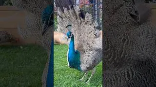 Thumbnail: ASMR 😂 My Little Peacock Has a Crush on a Tiny Hen 🦚💕 #Peacock#CountryLiving#Nature#Peaceful#ASMR