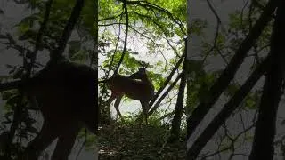 Thumbnail: Chattahoochee River Two Deer Walking Along The River Island Ford
