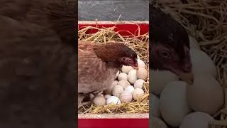 Thumbnail: Broody hen ready to hatch eggs to babies