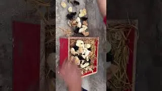 Thumbnail: hen has  100+ chicks
