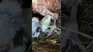 Thumbnail: Two mother hens Protecting Her chicks 🐣