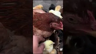 Thumbnail: Hen protecting many chicks