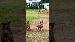 Thumbnail: How many lions in this video😍(mian saqib)