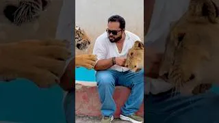 Thumbnail: Lovely lioness and tiger😍(mian saqib)