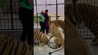 Thumbnail: 3 lions and tigers at same place with me and girl😱(mian saqib)