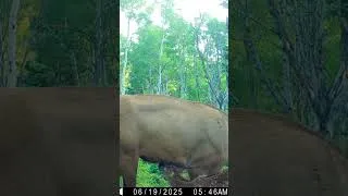 Thumbnail: Baby Elk with Mom #trailcam #cuteanimals #babyanimals