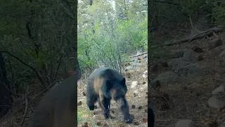 Thumbnail: Another Curious Black Bear Smelling my Trail Camera #trailcamera #bears #cuteanimals #wildlife