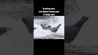 Thumbnail: Seal banana poses