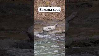 Thumbnail: The banana seal