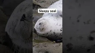 Thumbnail: The sleepiest seal #seal