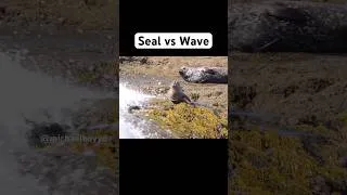 Thumbnail: Seal vs Wave #seal