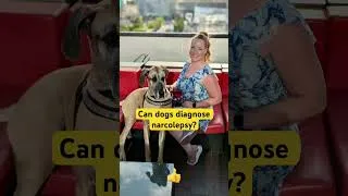 Thumbnail: Naroclepsy service dog #servicedog
