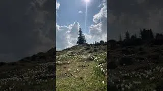 Thumbnail: Can Plants Make Music?  Stunning Spring at Engstlensee, Switzerland