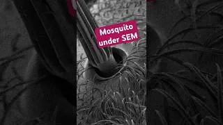 Thumbnail: An Insect Under the SEM