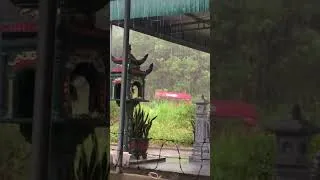 Thumbnail: #rain #rainoundforsleep #rainsounds #relax #rainyday #relaxing #rainforsleep  #calm