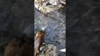 Thumbnail: 🌊 Relaxing Trickling Water | Nature Ambience for Sleep & Study 💧 #Shorts