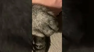 Thumbnail: 谁能拒绝这样一只呼噜噜粘人的小猫咪呢？