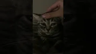Thumbnail: 猫咪困了可你还想撸猫！小猫咪内心OS：放过我吧！