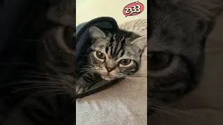 Thumbnail: 蛋黄小猫卷，怎么会有小猫咪这么可爱的生物！
