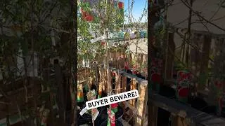 Thumbnail: I Am SHOCKED By What I Saw at The Store - BUYER BEWARE!