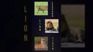 Thumbnail: From Chains to Freedom: How Vantara is Saving Animals