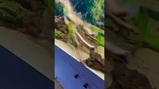 Thumbnail: 75 Gallon Musk Turtle Paludarium #animals #reptiles #turtle