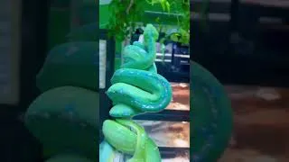Thumbnail: Beautiful blue green tree pythons💚💙🐍💚💙 #animals #reptiles #snakes
