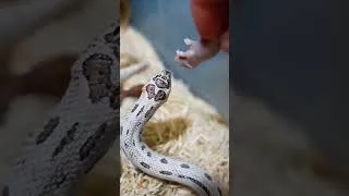 Thumbnail: Hungry, hungry hognose snake!😳🐍🐭 #animals #reptiles #snake