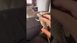 Thumbnail: My rhino iguana enjoys her pets while my cat is jealous!🥹 #animals #reptiles #iguana #lizard