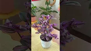 Thumbnail: my favorites of my plant collection 🌷🪴 #plants #apartment #summertime #gardenoasis #happygarden