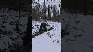 Thumbnail: Surviving the Snow ❄️ Bushcraft Style #shorts #buschraft