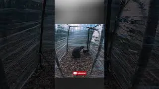 Thumbnail: I Built a Transparent Forest Shelter Using Plastic Wrap  #survival #bushcraftshelter #solobushcaft