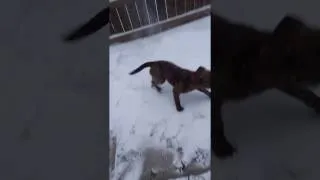 Thumbnail: puppy in the snow
