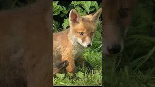 Thumbnail: #shorts Cute fox cubs in a cemetery