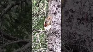 Thumbnail: A cute squirrel we spotted at Athabasca Falls 🐿️ 🥜 #shorts #squirreleating