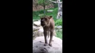 Thumbnail: Check out the lion roaring during our 2013 family outing to John Ball Zoo