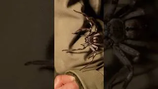 Thumbnail: Would You Hold Australia’s Biggest Spider?