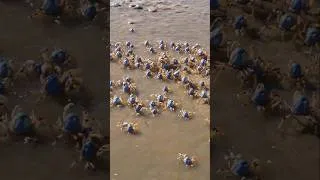Thumbnail: This Beach Is Covered in MILLIONS of Crabs