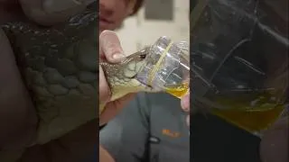 Thumbnail: Top 10 Most Venomous Snakes On Earth