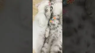 Thumbnail: Three cute sleeping kittens