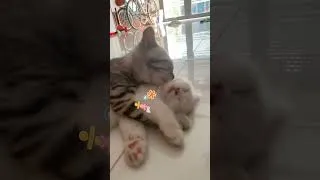 Thumbnail: Kittens cuddling each other is so cute
