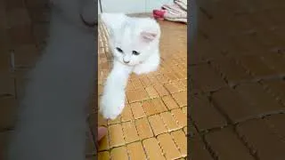 Thumbnail: Milo's cute white kitten