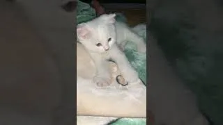 Thumbnail: The owner is so cute being massaged by the kitten