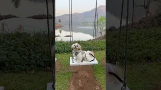 Thumbnail: Cutest Little ShihTzu  #shihtzu #cutedog #doglover #youtubeshorts #shorts #Mimishihtzu #petlover